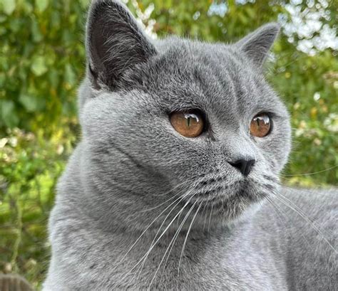 levage british shorthair metz|Chatterie des Diablotins du Verger